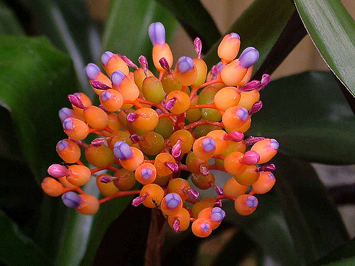  p>珊瑚凤梨( i>aechmea fulgens /i> brongn.