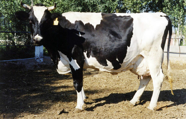  p>原产于荷兰,其毛色为黑白花片.