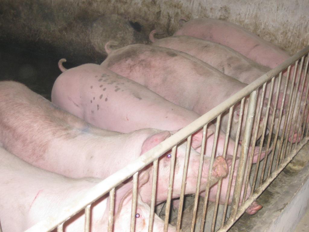  p>斯格猪原产于 a target="_blank" href="