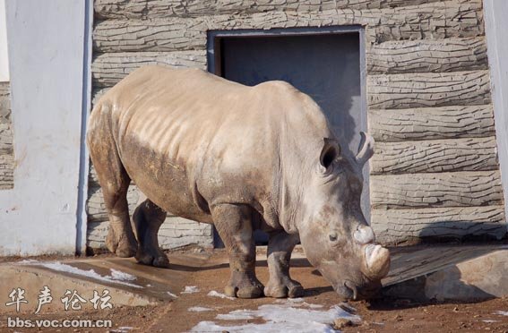 平壤朝鲜中央动物园