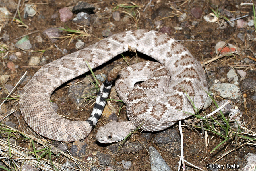 西部菱斑响尾蛇