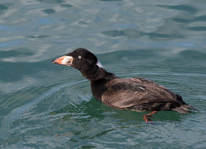  p>斑头海番鸭(学名: i>melanitta perspicillata /i>):体长约41厘米