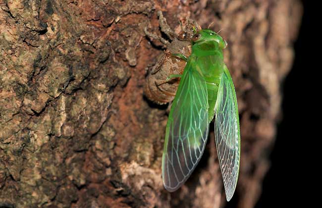薄翅蝉