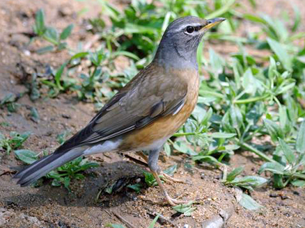  p>白眉鸫(学名: i>eyebrowed thrush /i>):中型 a target="_blank"