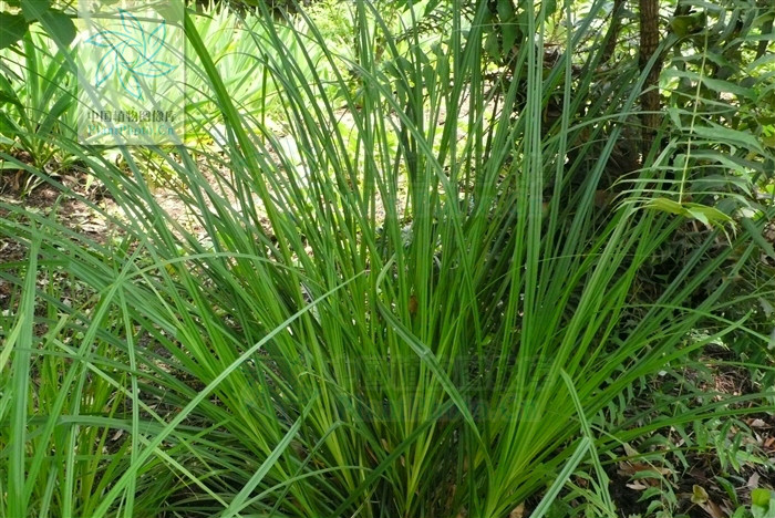 p>浆果薹草(学名:carex baccans),又名红果薹,为 a href="#">莎草科 