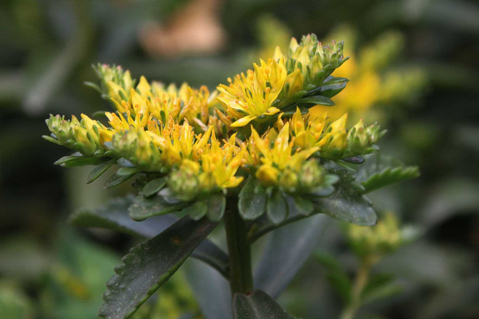  p>正别名 a href="#" data-lemmaid="3491373">五爪三七 /a>, a href