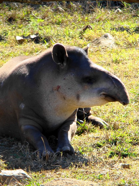 south american tapir