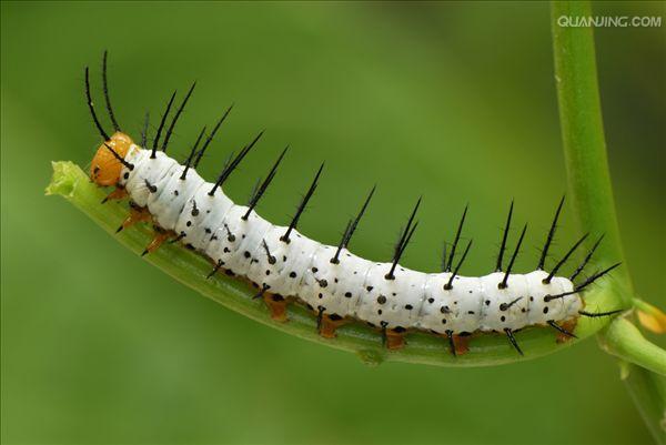 p>红带袖蝶 i>(学名:heliconius melpomene) /i>,又名红色邮差蝴蝶