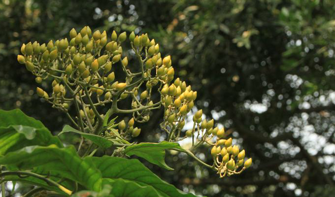  /i>, a target="_blank" href="/item/芸香目">芸香目 /a> a target=