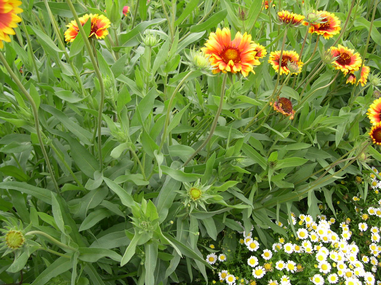  p>宿根天人菊(学名: i>gaillardia aristata /i> pursh.
