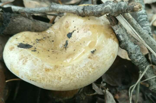  p>杨树口蘑,子实体较大.