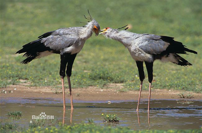  p>蛇鹫[shé, jiù],学名: i>sagittarius serpentarius  /i>(j. f.