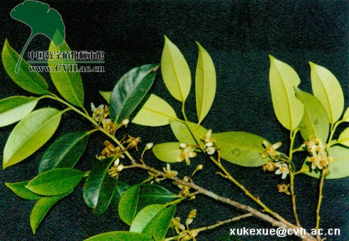 红淡比(原变种)