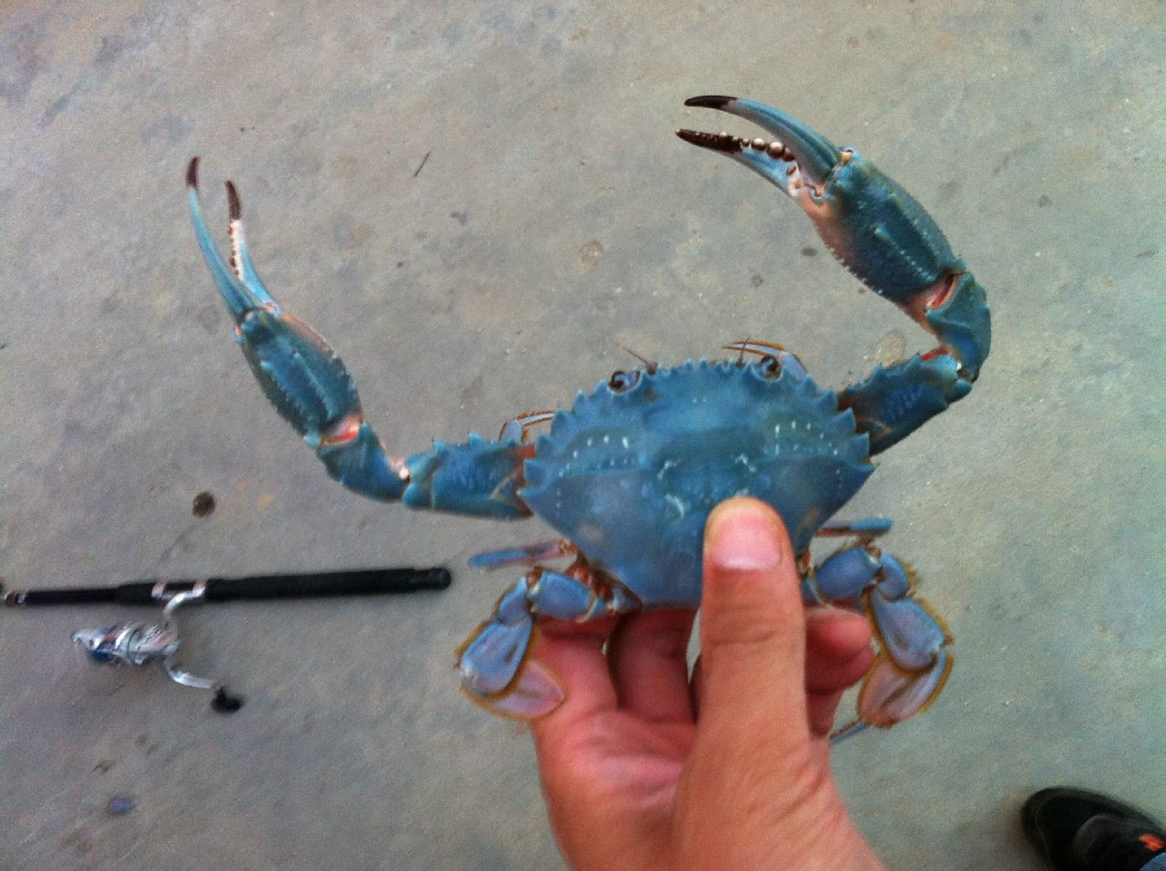  p>类似于人类的白化病, /p> p>澳洲有蓝色品种的螃蟹. /p>