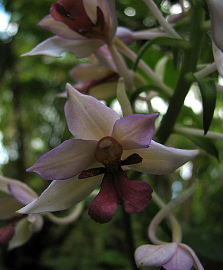  p>长距虾脊兰(学名: i>calanthe sylvatica /i>  (thou.) lindl.