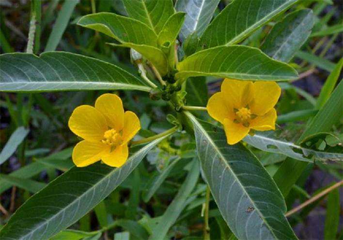  p>黄花水龙是生长在浅水的多年生浮叶植物,长可达5公尺,以不定芽繁殖