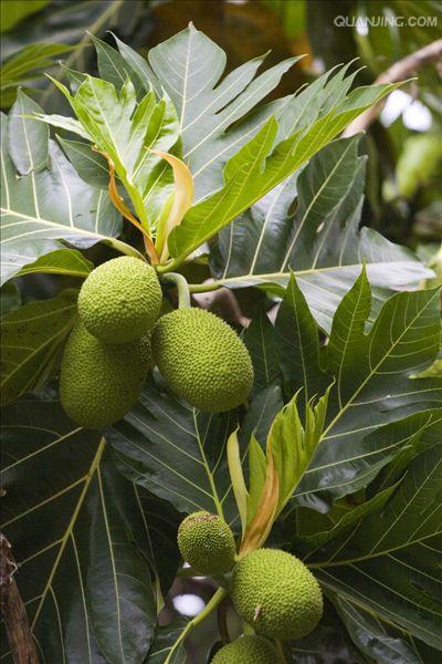  p>面包树(学名 i>artocarpus /i>  i>altilis /i> (parkinson ex f.