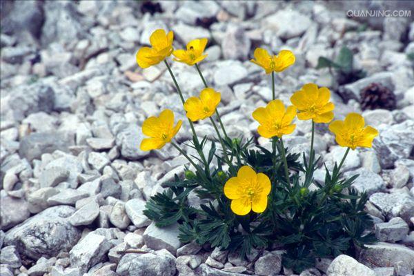 是毛茛科毛茛属植物.