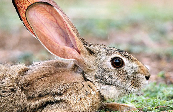  p>印度野兔,又称黑枕野兔,广泛分布在亚洲南部,包括孟加拉国,印度