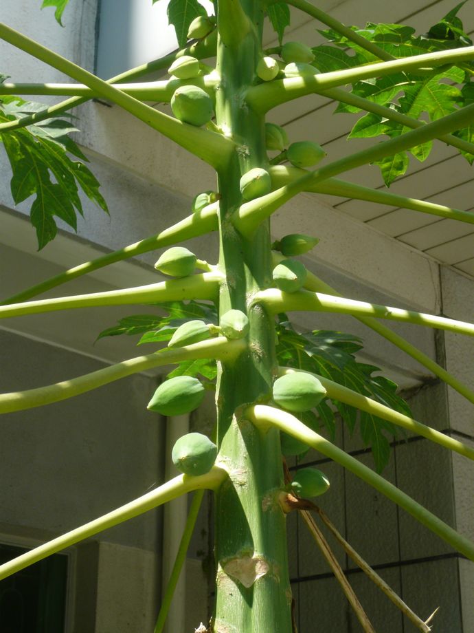  p>野木瓜属(学名:stauntonia dc), a href="#" data-lemmaid="