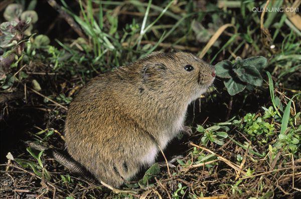  p>根田鼠(学名: i>microtus oeconomus /i>)体型中等大小,较 a href=