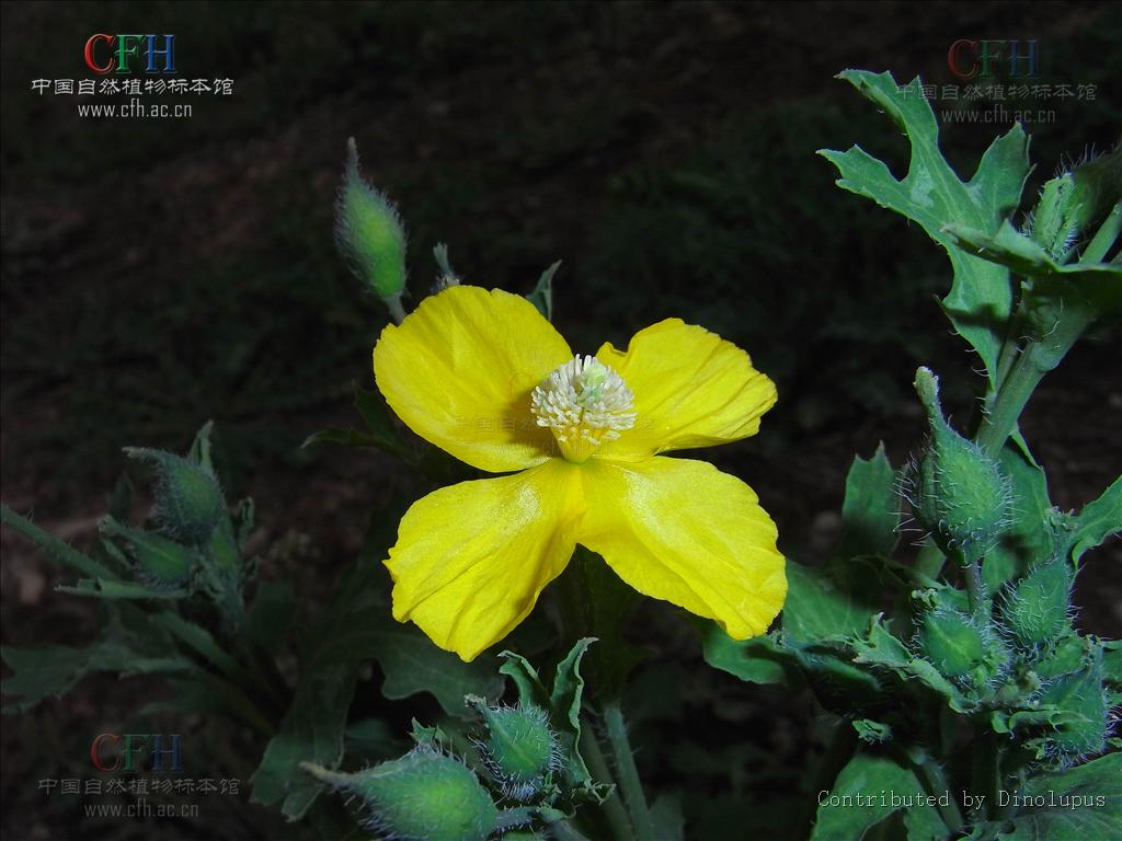  p>秃疮花属(学名:dicranostigma hook. f. et thoms.