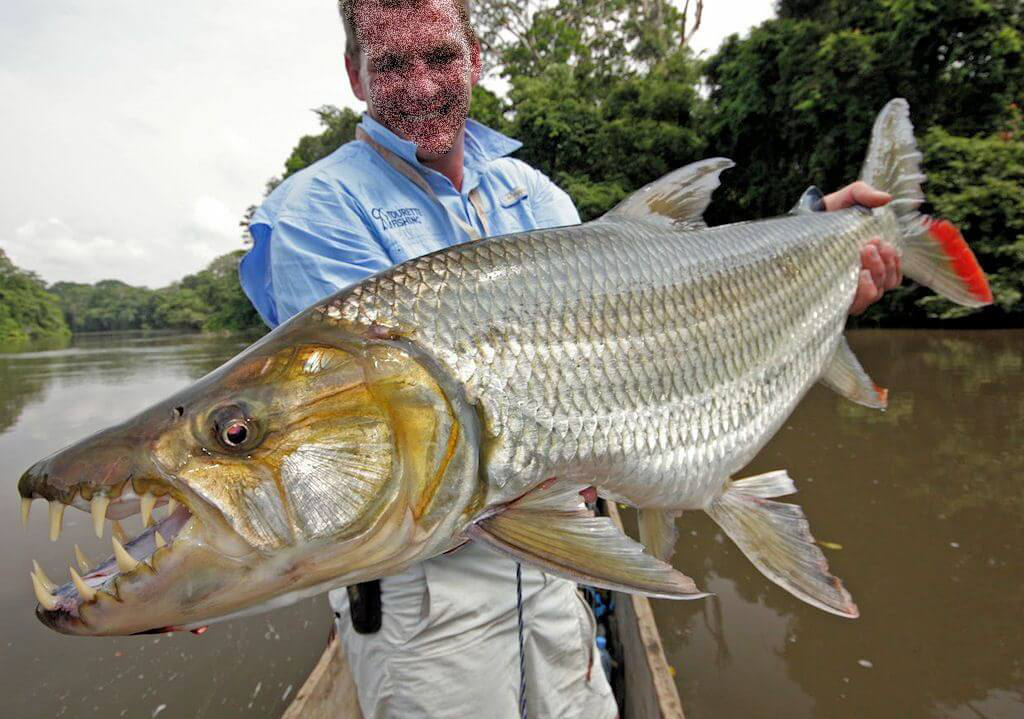  p>黄金猛鱼(学名: i>hydrocynus vittatus /i>):体长133厘米,体重50