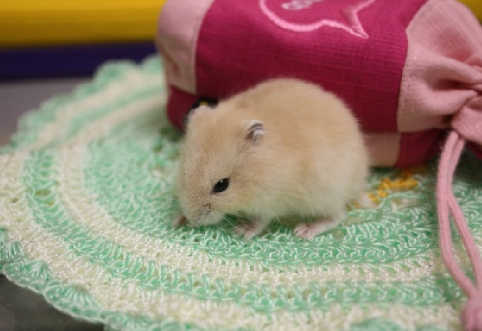  p>布丁鼠是 a target="_blank" href="/item/加卡利亚仓鼠/10106253"