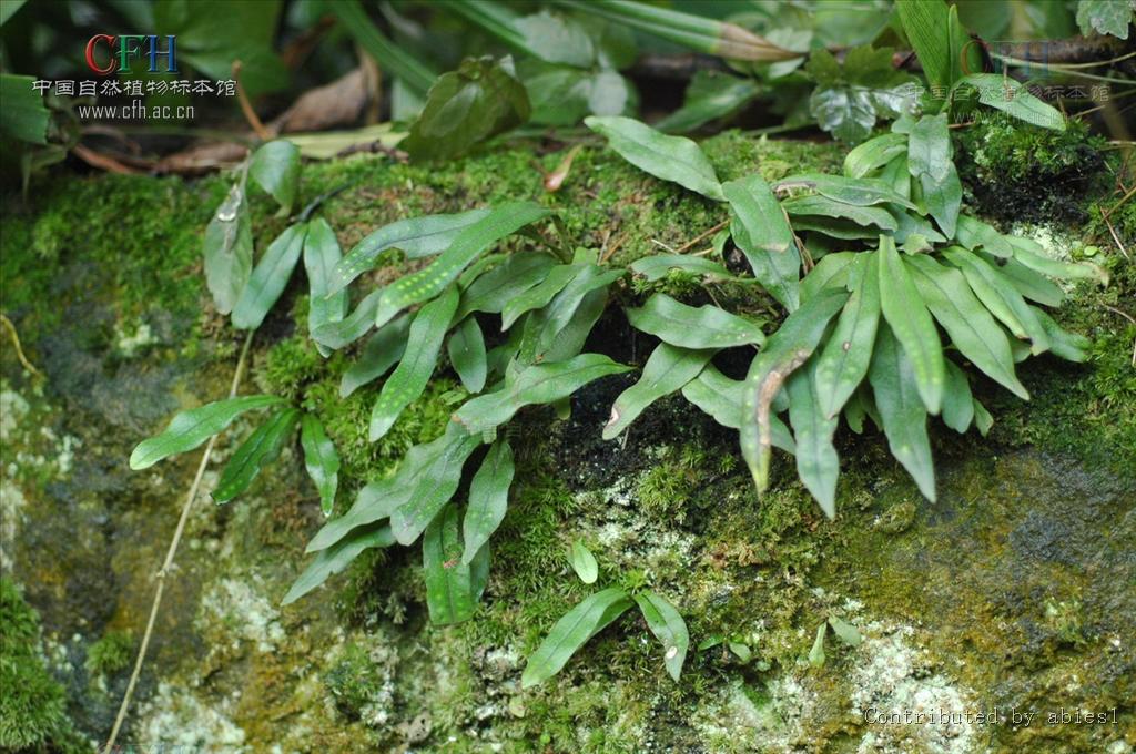 叶簇生;几无柄;叶片似匙状或倒披针形,长3-7厘米