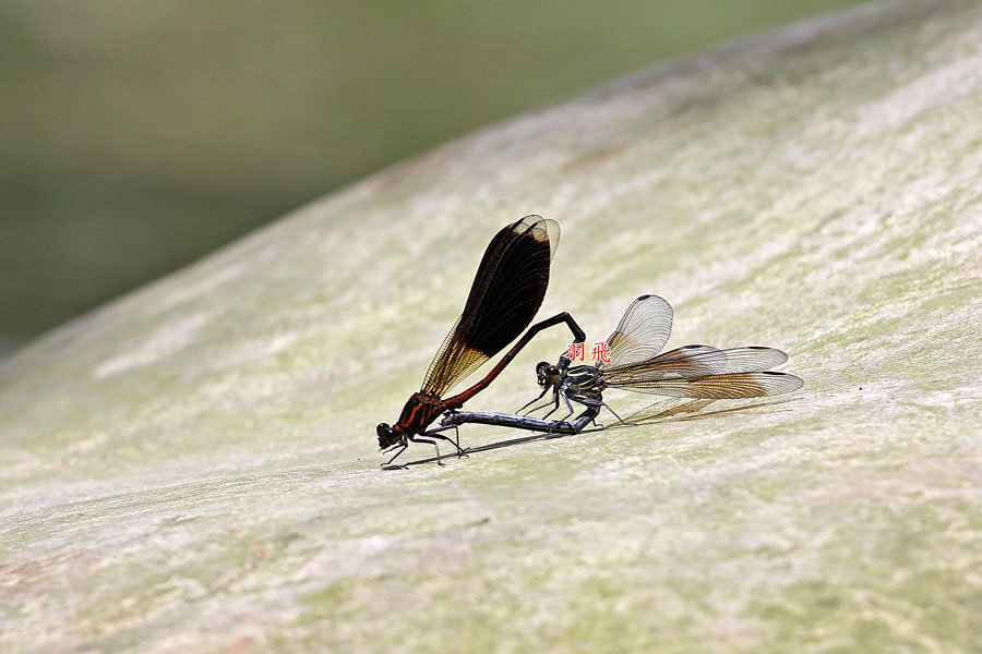  p>短腹幽蟌,为幽蟌科 a target="_blank" href="/item/昆虫/30467"