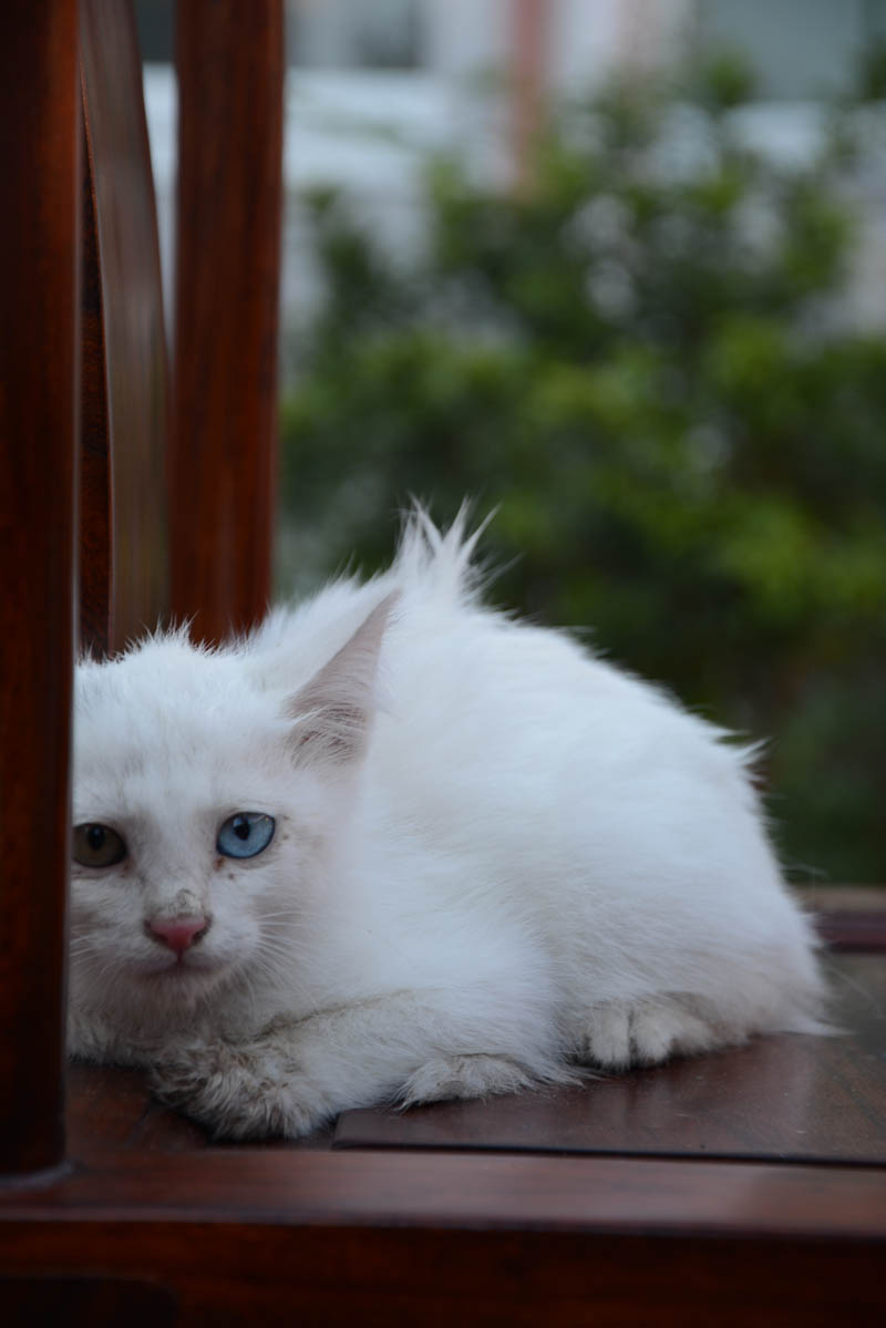  p>临清狮猫(学名:linqing lion cat i>) /i>别称:山东狮子猫,俗称狮