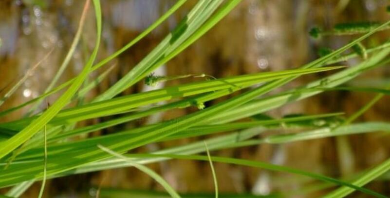  p>尖叶薹草(学名:carex oxyphylla),为 a target="_blank" href="