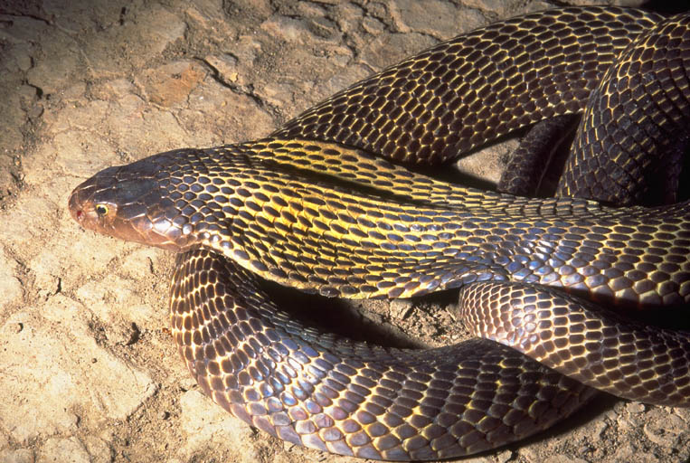 缅甸喷毒眼镜蛇