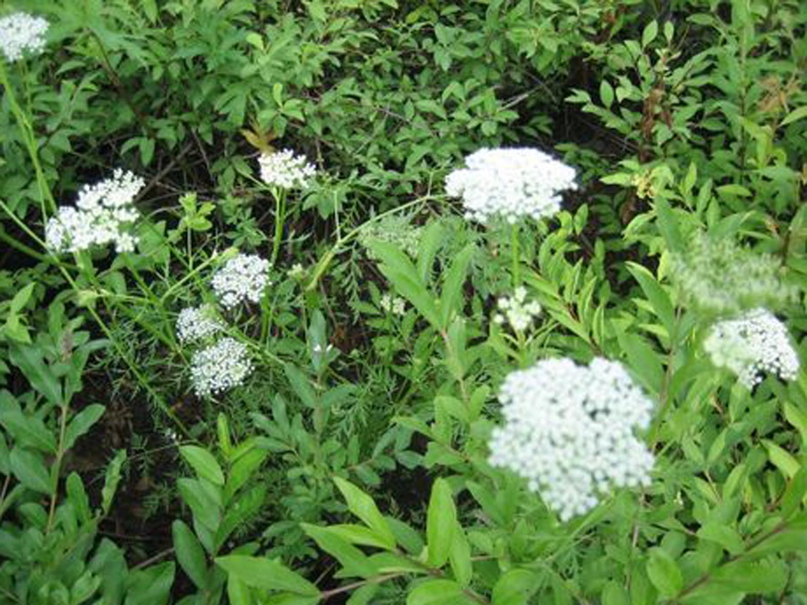  p>细裂藁本(学名:ligusticum tenuisectum)是伞形科藁本属的植物,是