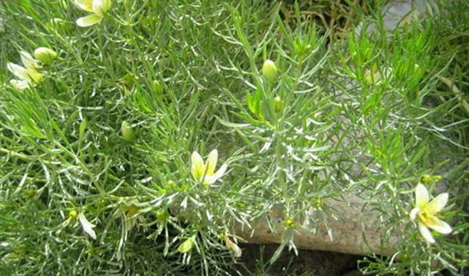  p>骆驼蓬属(学名:peganum l.