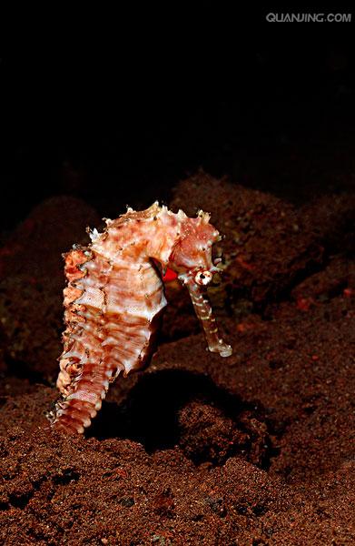  p>刺海马(学名: i>hippocampus histrix /i>)是海龙科,海马属动物.