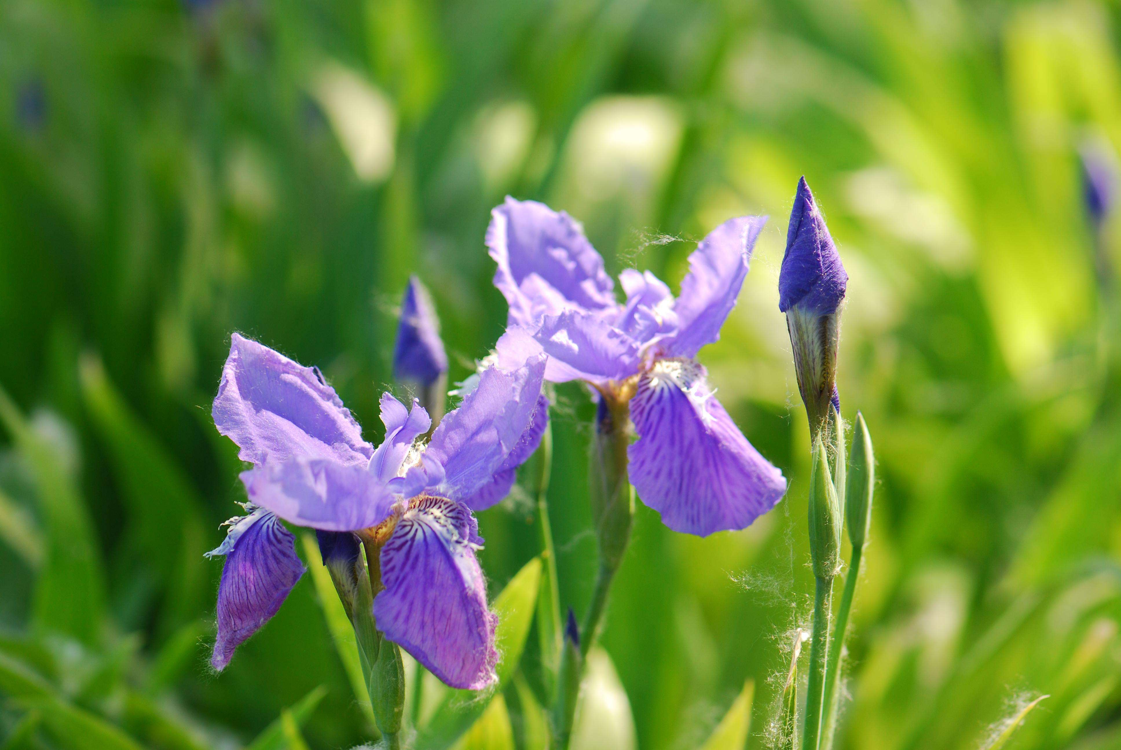  p>紫苞鸢尾(学名: i>iris ruthenica /i>  ker gawl.