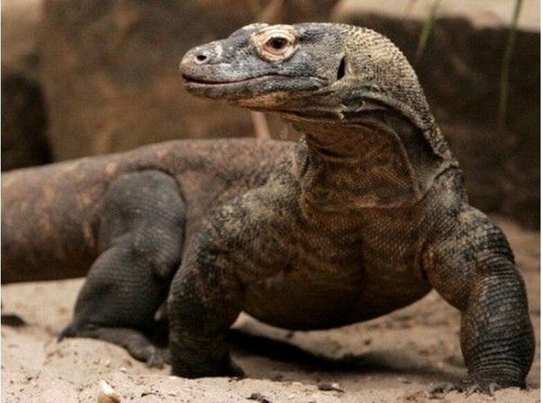  p>古巨蜥(学名:varanus poesty)又名巨齿蜥,是一种已 a href="#"