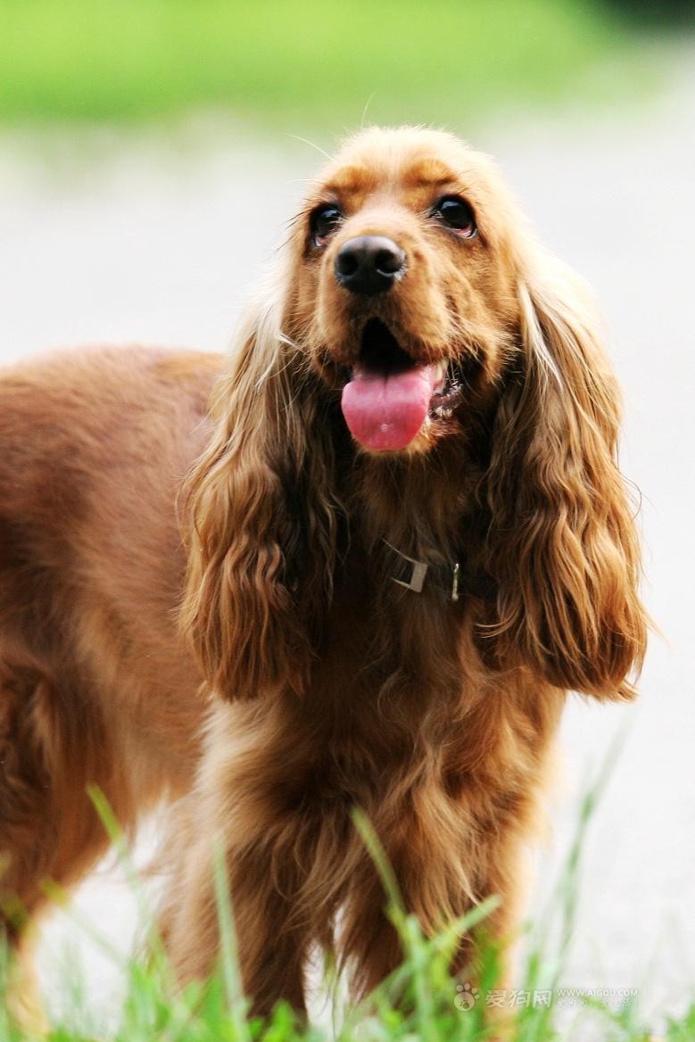 赛克斯长毛猎犬