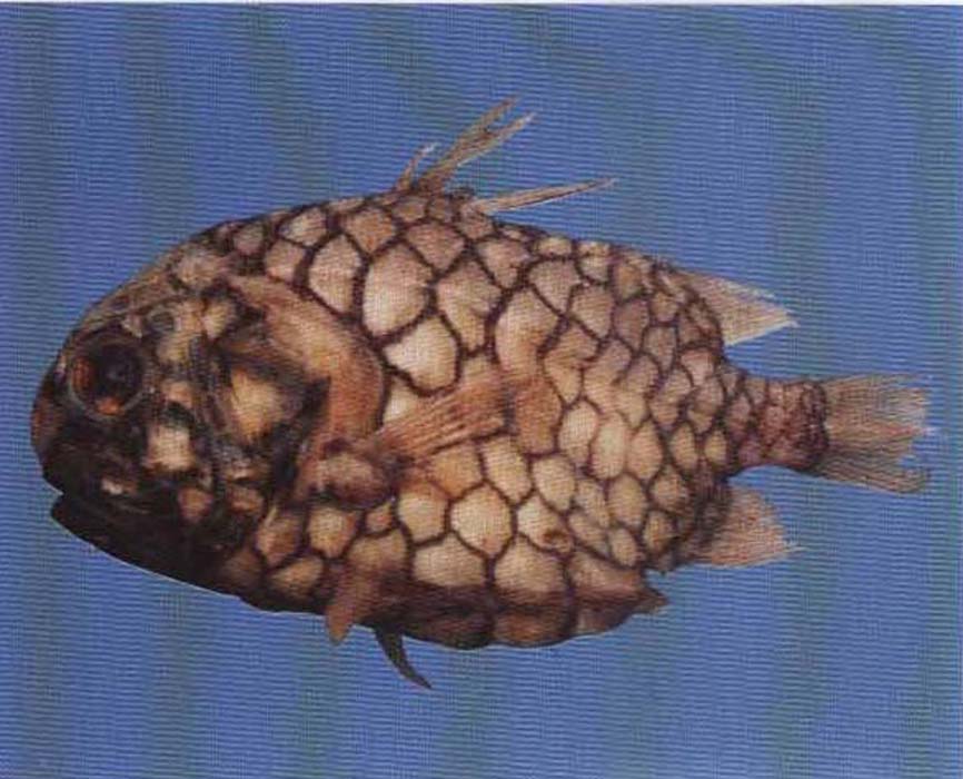  p>松球鱼为暖水性底层海鱼,因体被大栉鳞,形似松果球而得名.