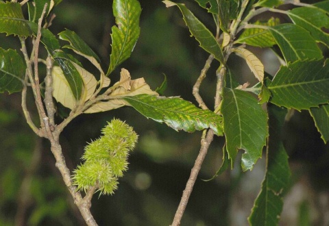  p>厚叶锥(拉丁学名:castanopsis crassifolia),属于被子植物门壳斗科