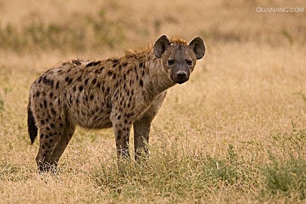  p>斑鬣狗(学名: i>crocuta crocuta /i>):又名斑点鬣狗,体长约95-160