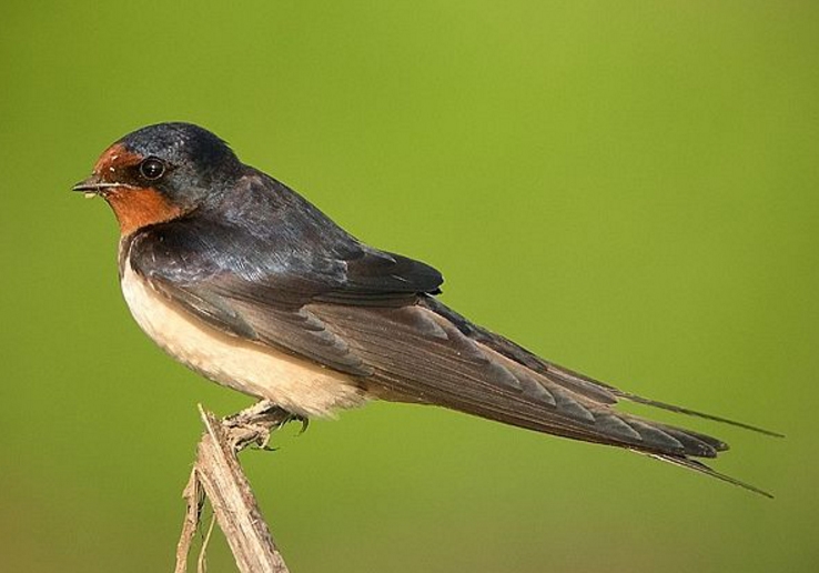  p>家燕北方亚种(学名:hirundo rustica tytleri)为 a target="_blank