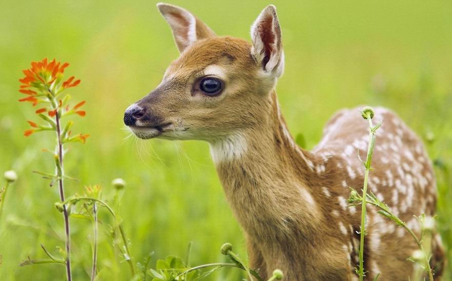 江西桃红岭梅花鹿国家级自然保护区