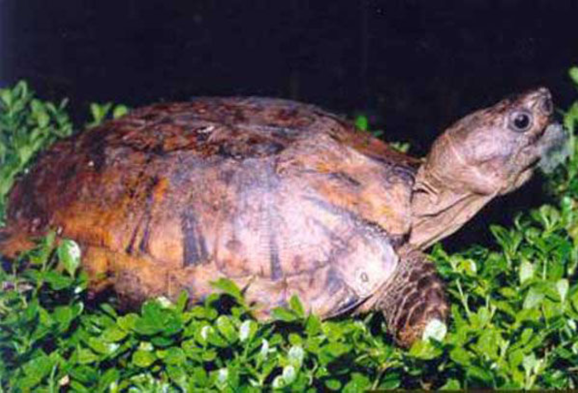  p>缅甸山龟(扁东方龟) heosemys depressa 英文名:arakan forest