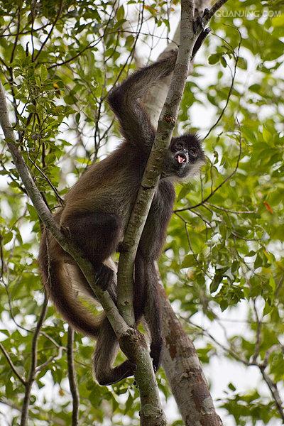 black-and-gold howler monkey