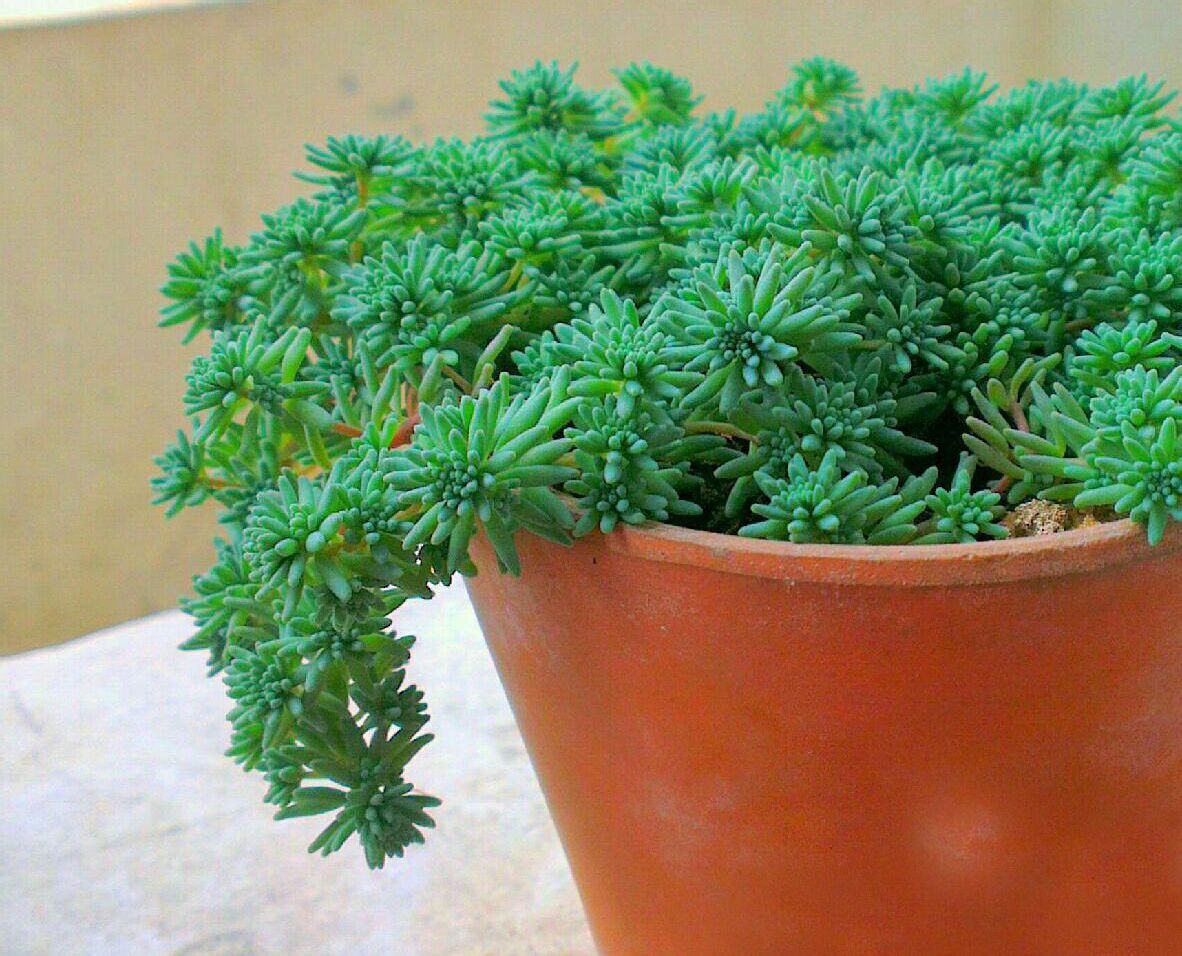 薄雪万年草(薄雪万年草和佛甲草区别)