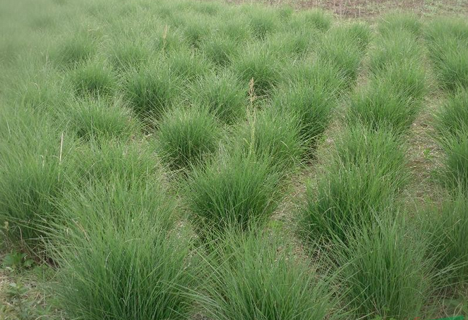 细叶芒