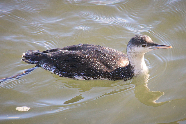  p>红喉潜鸟( a target="_blank" href="/item/学名/8074290" data