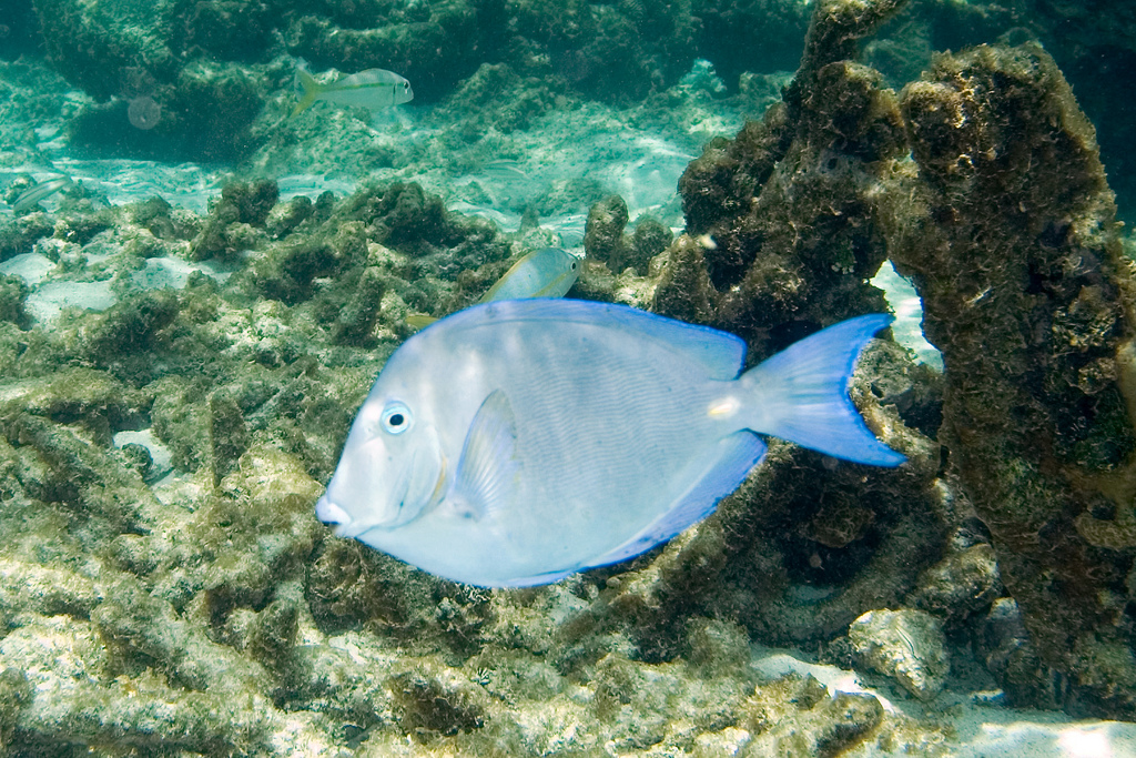  p>蓝刺尾鱼(学名:acanthurus coeruleus).此鱼体呈卵圆形.